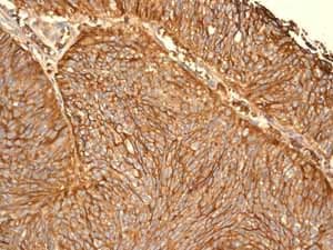 Anti-Glucose Transporter GLUT1 antibody [EPR3915] - BSA and Azide free(AB252403)