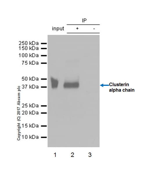 Anti-Clusterin alpha chain antibody [EPR17539-95] - BSA and Azide free(AB230150)