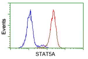 Anti-STAT5 antibody [9F7](AB230670)