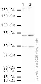 Anti-TBR1 antibody(ab31940)