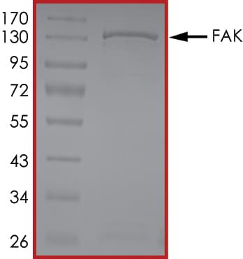 Recombinant human FAK protein(AB105909)