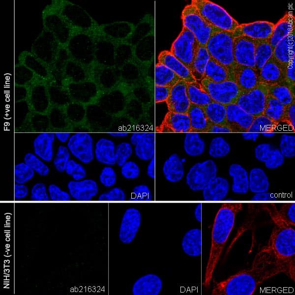 Anti-LINE-1 ORF1p antibody [EPR21844-108](AB216324)