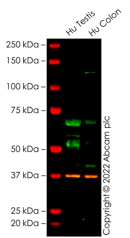 Anti-KPNA2 antibody [EPR25248-95] - BSA and Azide free(AB289866)