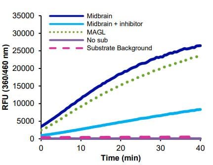 Monoacylglycerol Lipase (MAGL) Activity Assay Kit (Fluorometric)(AB273326)