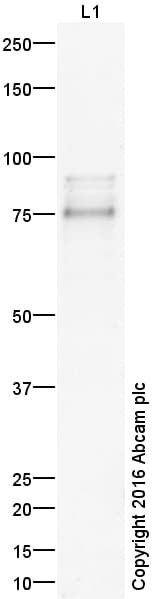 Anti-TBR2 / Eomes antibody(AB23345)