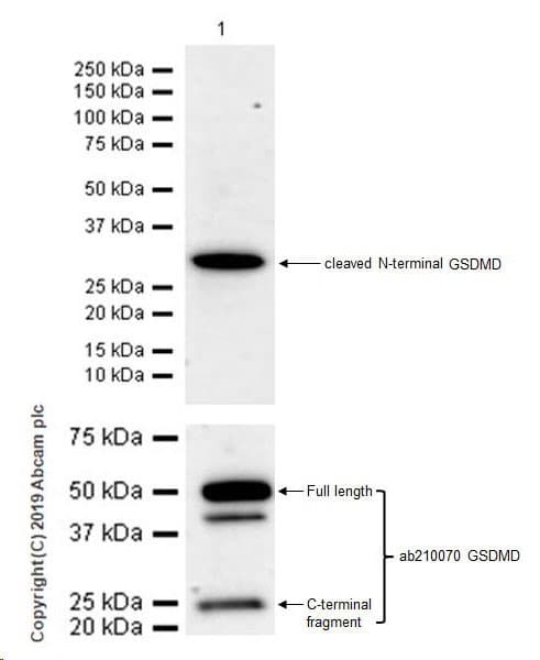 Anti-cleaved N-terminal GSDMD antibody [EPR20829-408](ab215203)