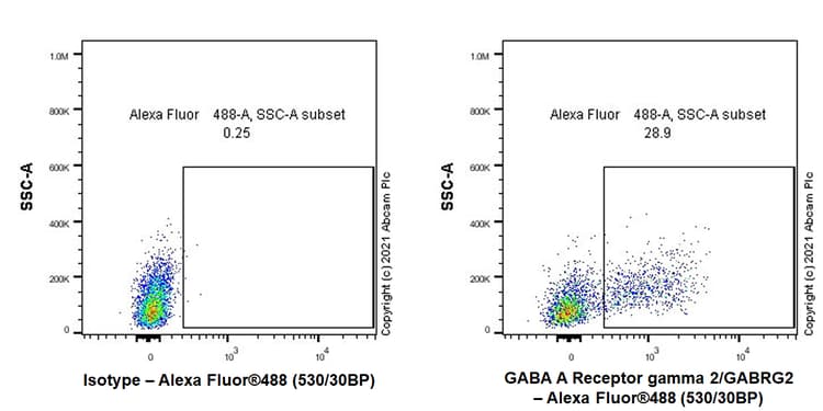 Gaba A Receptor Gamma 2 Gabrg2 Antibody Epr25325 5 Ab288564  Flow Cytometry Intracellular Img171188