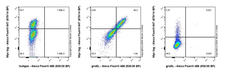 Anti-groEL antibody [EPR28718-8] - BSA and Azide free(AB318971)