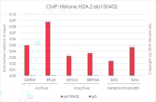 Anti-Histone H2A.Z antibody [EPR6171(2)(B)] - ChIP Grade(AB150402)