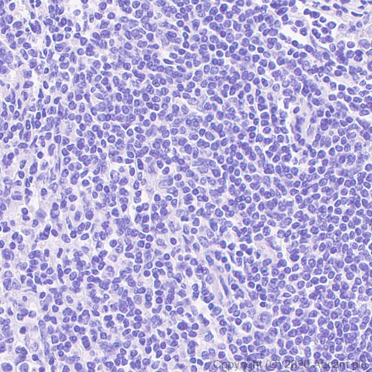 Anti-SOX6 antibody [EPR23564-282] - BSA and Azide free(AB277527)