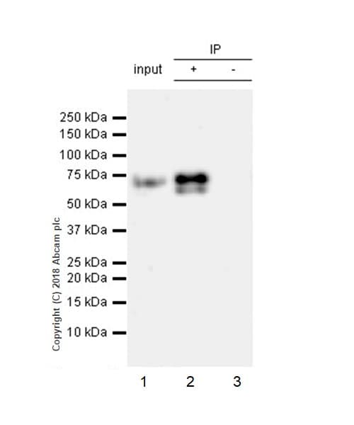 Anti-GAD65 + GAD67 antibody [EPR19366](AB183999)