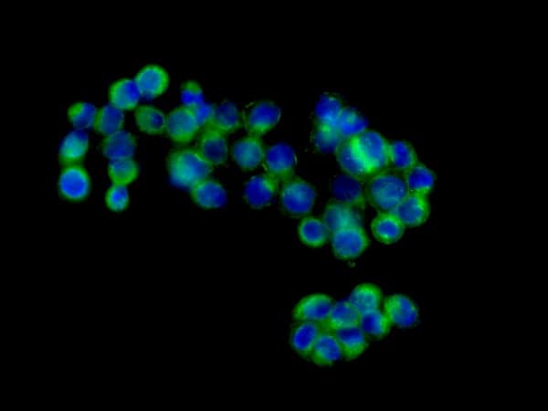 Anti-PLP2 antibody [EPR14238(B)] - BSA and Azide free(AB250143)