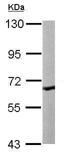 Anti-COASY antibody(AB227272)