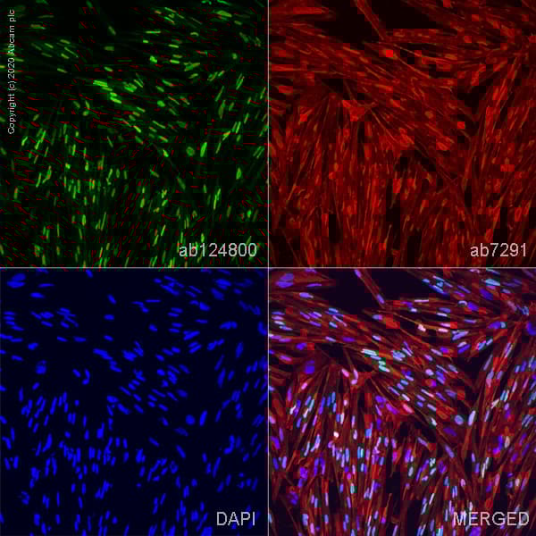 Anti-Myogenin antibody [EPR4789](AB124800)