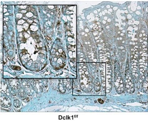 Anti-NF-kB p65 antibody(AB16502)