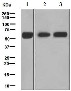 Monoamine Oxidase A Mao A Antibody Epr7101 Ab126751  Western Blot Img130244