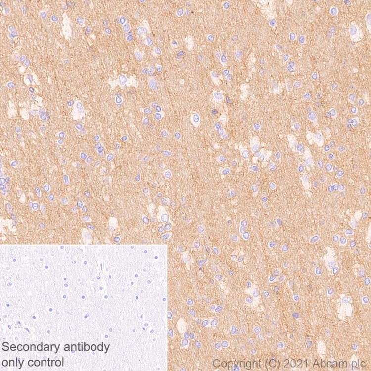 Anti-GNAS antibody [EPR24177-24] - BSA and Azide free(AB283287)