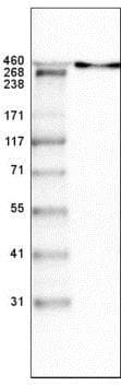 Anti-LAMA1 antibody [CL3087](AB210954)