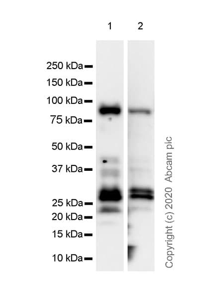 Anti-Chromogranin C/SGII antibody [EPR23876-52] - BSA and Azide free(AB275028)