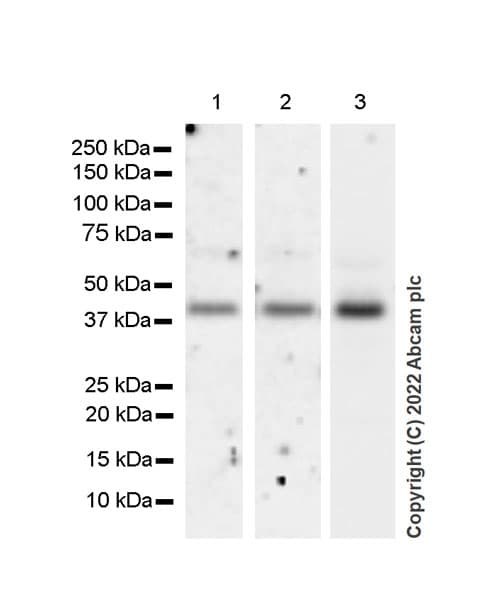 Sphk1 Antibody Epr24511 37 Bsa And Azide Free Ab302715  Western Blot Img401143