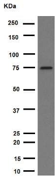 Anti-p63 antibody [Y289] - BSA and Azide free(AB247245)