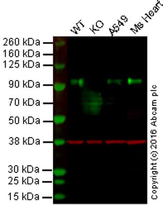 Anti-LRP1 antibody [EPR3724](AB92544)