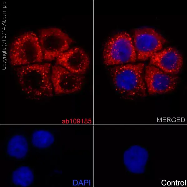 Anti-MUC1 antibody [EPR1023](AB109185)