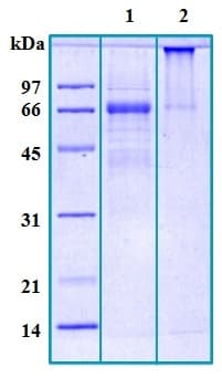 Ab188506  Sds Page Img51744