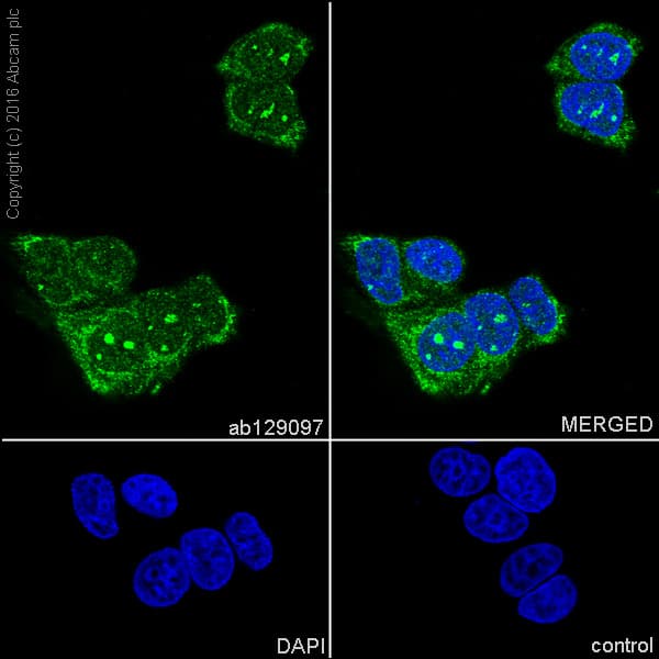 Fkbp52 Antibody Epr6618 Bsa And Azide Free Ab240535  Immunocytochemistry Immunofluorescence Img83195