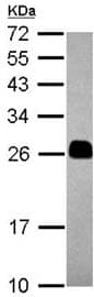 Tmed4 Antibody Ab153814  Western Blot Img160482