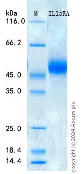 Recombinant Human IL-15RA Protein Standard (His tag)(ab316628)