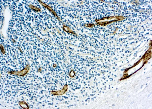 Von Willebrand Factor Antibody Ab9378  Immunohistochemistry Formalin Pfa Fixed Paraffin Embedded Sections Img37436