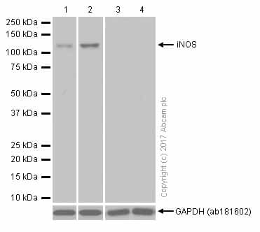 Anti-iNOS antibody [EPR16635](AB178945)
