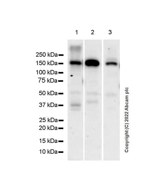 Anti-Collagen III antibody [EPR17673](AB184993)