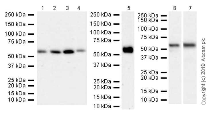 Traf3 Antibody Epr22992 93 Ab239357  Western Blot Img113551