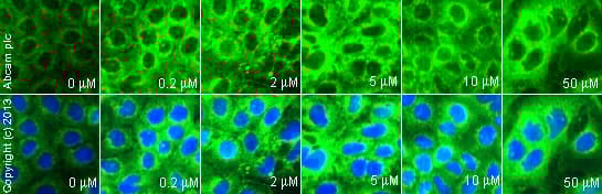 Anti-LAMP2A antibody - Lysosome Marker(AB18528)