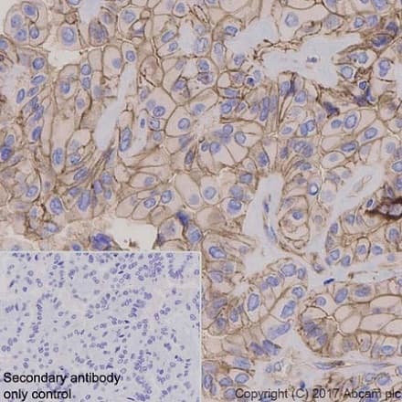 Anti-GNAQ antibody [EPR20978](AB210004)