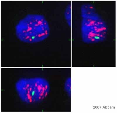 Anti-SC35 antibody [SC-35] - Nuclear Speckle Marker(AB11826)