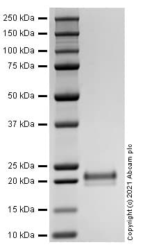 Recombinant Human TNFSF12 Protein (Active)(AB283416)