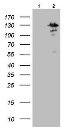 Anti-MTF1 antibody [OTI2F3](ab236401)