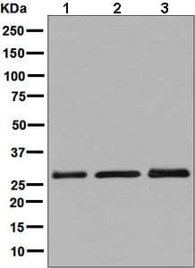 Scgn Secretagogin Antibody Epr7477 Bsa And Azide Free Ab248768  Western Blot Img105331
