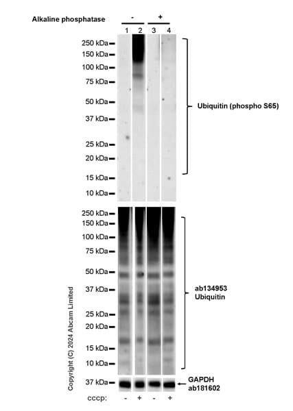 Anti-Ubiquitin antibody [EPR8830](AB134953)