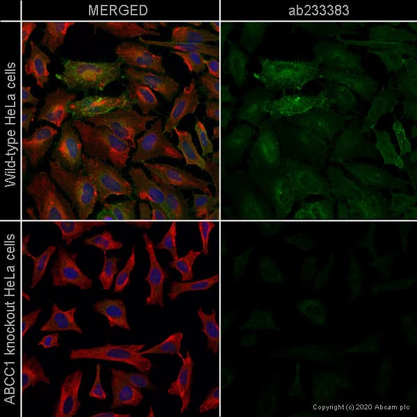Anti-MRP1 antibody [EPR21062](ab233383)