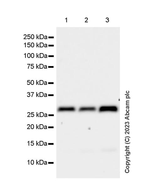 Anti-VAPB antibody [EPR27026-50](AB315013)