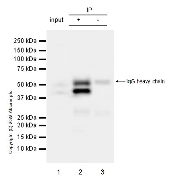 Hnrnp H Antibody Epr25302 12 Bsa And Azide Free Ab289999  Immunoprecipitation Img171563