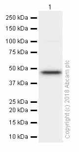 Anti-BMP4 antibody [EPR6211](AB124715)