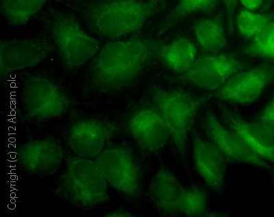 Mitochondrial Staining Kit Green Fluorescence Cytopainter Ab112143  Immunocytochemistry Immunofluorescence Img44875