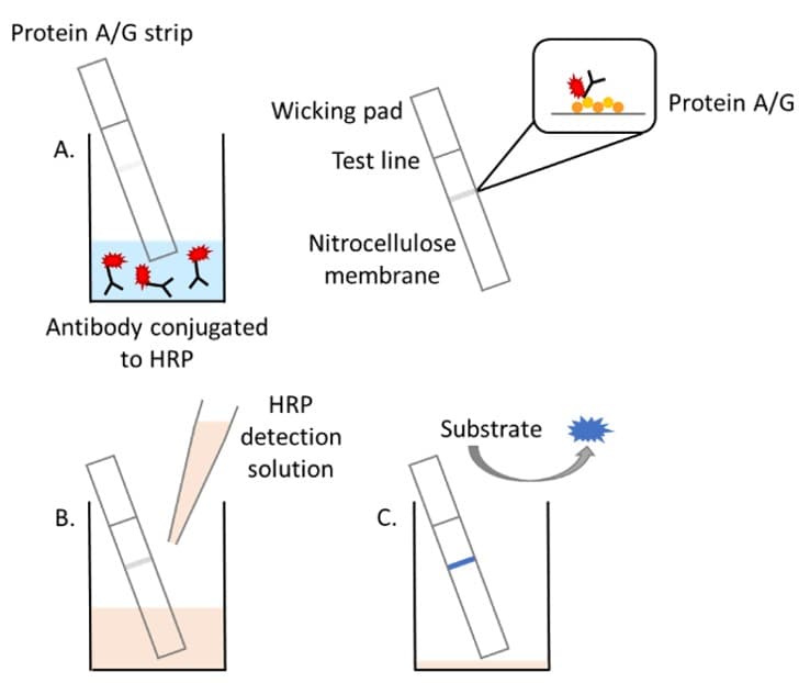 HRP Antibody Conjugation Check Kit(AB236555)