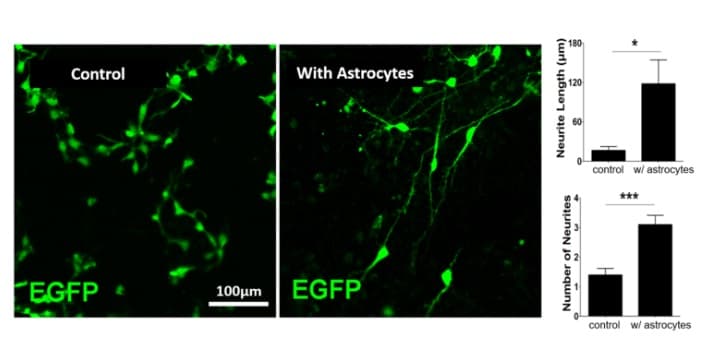 Cortical Astrocytes - Human iPSC derived cells (Male, WC-30)(AB315369)