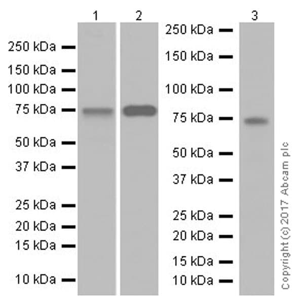 Optineurin Antibody Epr20654 Ab213556  Western Blot Img156477